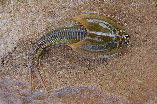 Triops are small freshwater crustaceans with a broad, shield-like carapace and segmented bodies that closely resemble trilobites, not because they are related, but because both evolved similar forms to thrive as bottom-dwelling arthropods.
